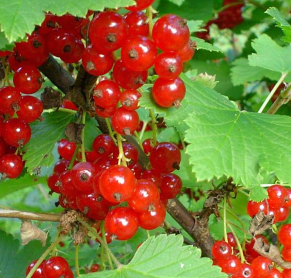 Смородина красная 'Памятная'